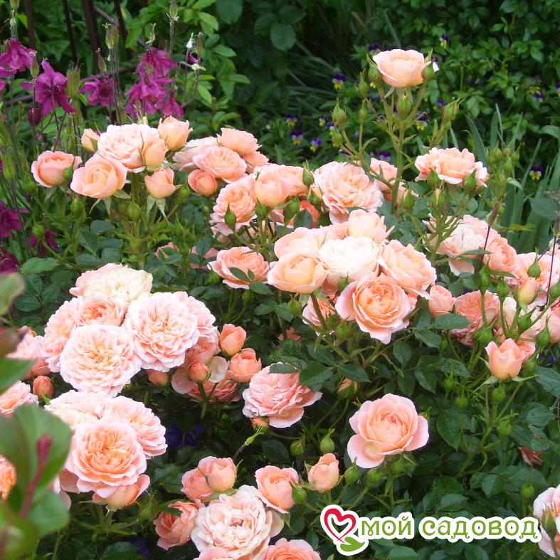 Роза Даниэла