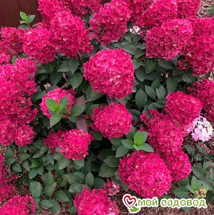 Гортензия Самарская Лидия ЗКС