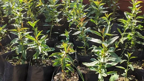 Миндаль Форос